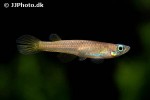 foerschichthys flavipinnis foerschichthys flavipinnis