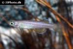 foerschichthys flavipinnis foerschichthys flavipinnis