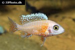 aulonocara species fire fish
