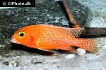 aulonocara species fire fish