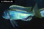 buccochromis lepturus