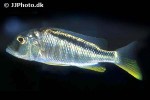 buccochromis nototaenia