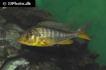 buccochromis rhoadesii