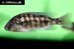 buccochromis rhoadesii