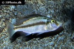 dimidiochromis compressiceps