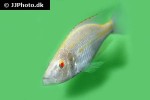 dimidiochromis compressiceps albino