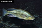 dimidiochromis strigatus