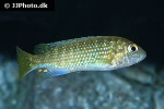 labidochromis flavigulis