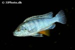 labidochromis freibergi