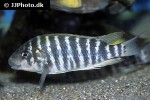 labidochromis species hongi