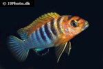 labidochromis species hongi