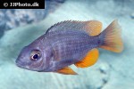 labidochromis species nkali