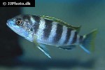 labidochromis species perlmutt
