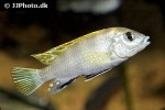 labidochromis species perlmutt