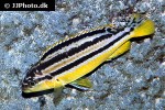 melanochromis auratus