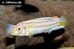 melanochromis auratus albino