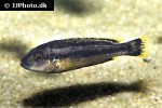 melanochromis chipokae