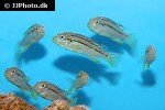 melanochromis dialeptos