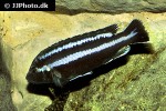melanochromis loriae