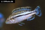 melanochromis species lepidophage