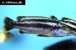 melanochromis species northern