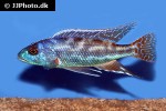 nimbochromis fuscotaeniatus