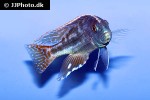 nimbochromis fuscotaeniatus
