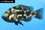 nimbochromis livingstonii