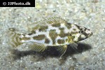 nimbochromis livingstonii