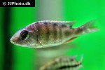 nyassachromis boadzulu