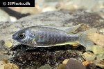nyassachromis boadzulu