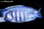 placidochromis phenochilus