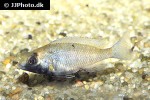 placidochromis phenochilus