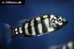 placidochromis species johnstoni solo
