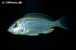 placidochromis species mbamba