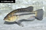 serranochromis robustus
