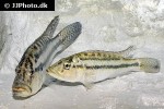serranochromis robustus