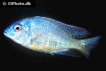 tramitichromis intermedius
