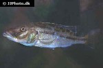 tyrannochromis macrostoma