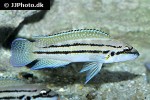 chalinochromis brichardi bifrenatus
