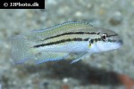 chalinochromis brichardi bifrenatus