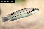 chalinochromis species ndobhoi