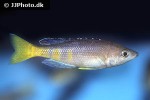 cyprichromis leptosoma