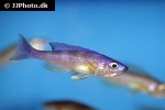 cyprichromis leptosoma