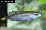 cyprichromis microlepidotus