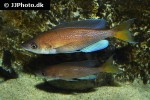 cyprichromis pavo