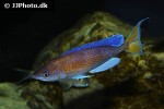 cyprichromis pavo