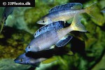 cyprichromis species leptosoma