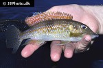 gnathochromis permaxillaris