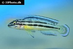 julidochromis marksmithi